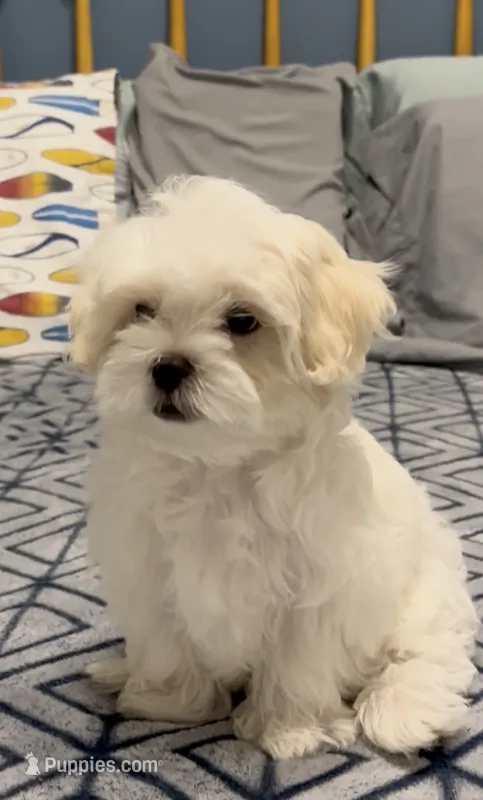 Green Boy – Maltese puppy for sale in Hayden, AL