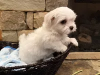 Blue Boy, a male Maltese for sale in Hayden, AL – 3 of 3