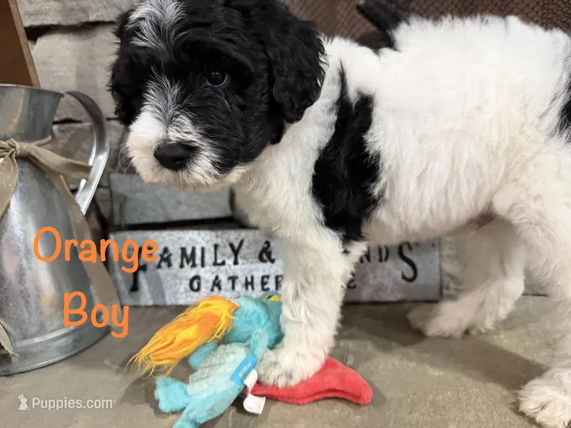 Orange Collar – Goldendoodle puppy for sale in Hayden, AL