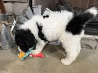 Orange Collar, a male Goldendoodle for sale in Hayden, AL – Photo 3 of 3