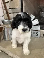 Orange Collar, a male Goldendoodle for sale in Hayden, AL – Photo 2 of 3