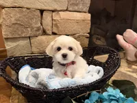 Red Boy, a male Maltese for sale in Hayden, AL – 2 of 3