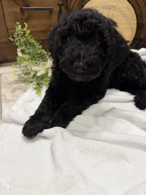 Grey Collar  – Goldendoodle puppy for sale in Hayden, AL