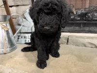 Grey Collar , a male Goldendoodle for sale in Hayden, AL – Photo 3 of 3