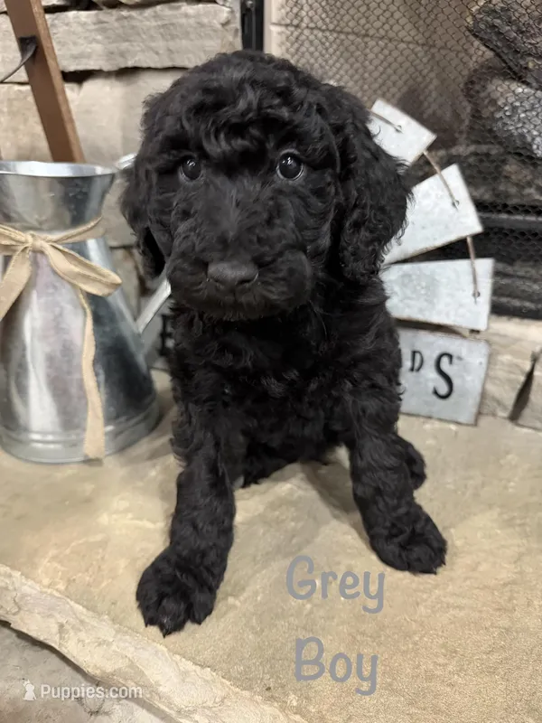 Grey Collar  – Goldendoodle puppy for sale in Hayden, AL