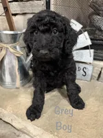 Grey Collar , a male Goldendoodle for sale in Hayden, AL – Photo 1 of 3