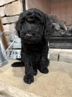 Grey Collar , a male Goldendoodle for sale in Hayden, AL – Photo 2 of 3