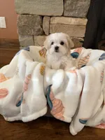Purple Girl, a female Maltese for sale in Hayden, AL – 1 of 2