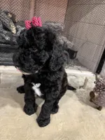 Yellow Collar, a female Goldendoodle for sale in Hayden, AL – Photo 2 of 3