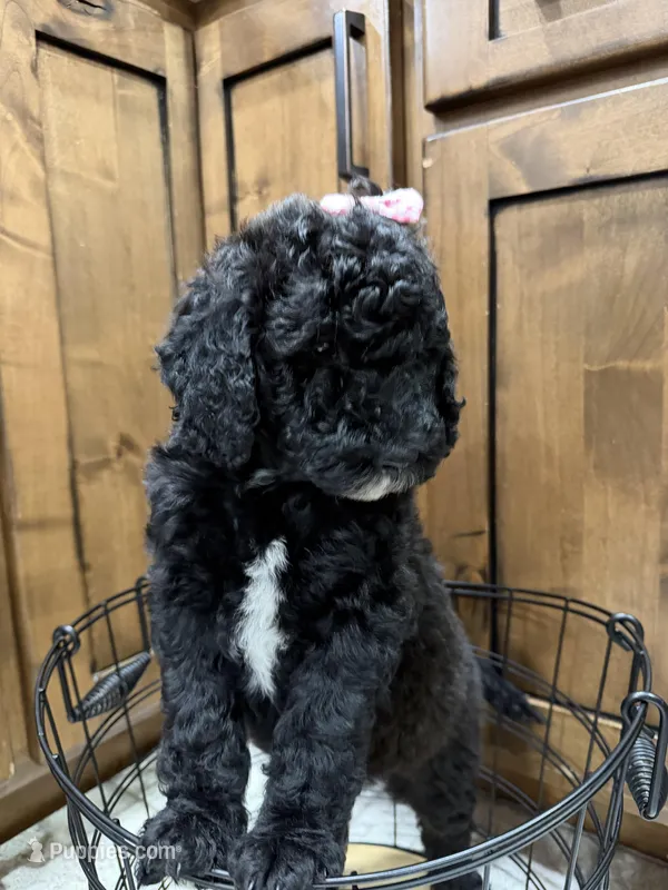 Yellow Collar – Goldendoodle puppy for sale in Hayden, AL