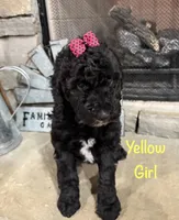 Yellow Collar, a female Goldendoodle for sale in Hayden, AL – Photo 1 of 3
