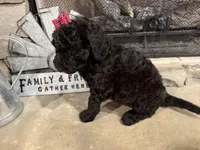 Yellow Collar, a female Goldendoodle for sale in Hayden, AL – Photo 3 of 3