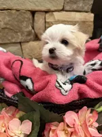 Purple Girl, a female Maltese for sale in Hayden, AL – 2 of 3