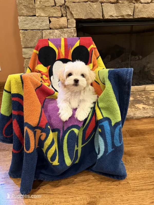 Purple Girl – Maltese puppy for sale in Hayden, AL