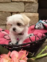 Pink Girl, a female Maltese for sale in Hayden, AL – 2 of 4