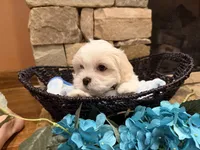Green Boy, a male Maltese for sale in Hayden, AL – 1 of 2