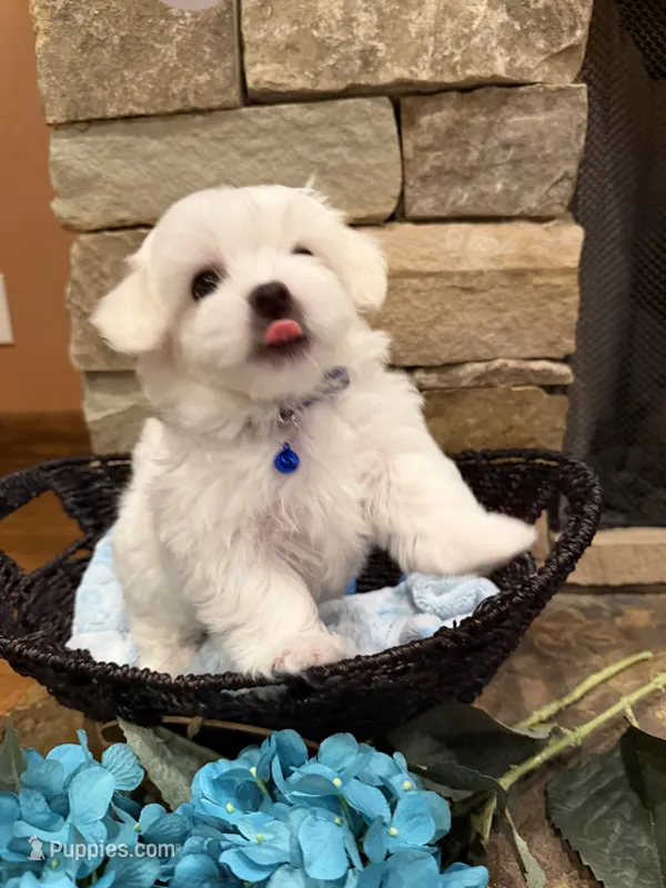 Blue Boy – Maltese puppy for sale in Hayden, AL