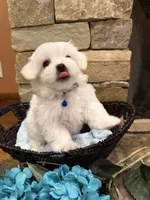 Blue Boy, a male Maltese for sale in Hayden, AL – 1 of 3