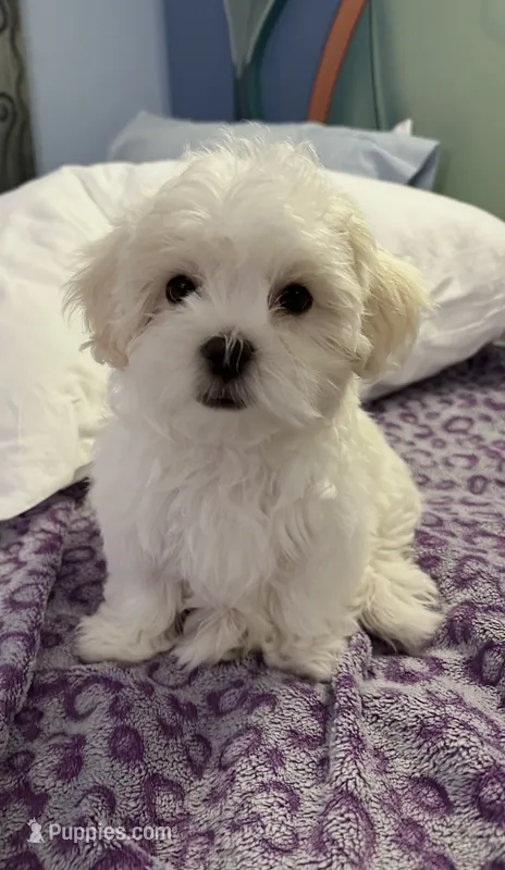 Green Boy – Maltese puppy for sale in Hayden, AL