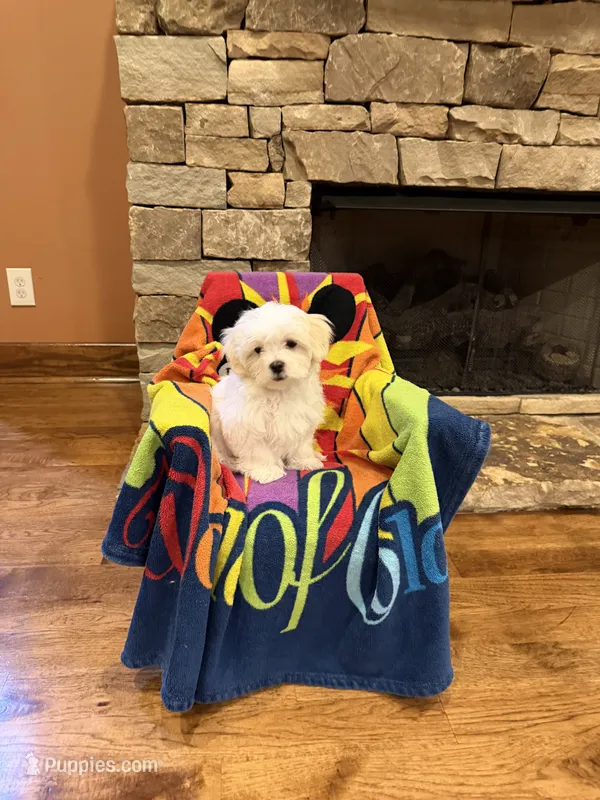 Green Boy – Maltese puppy for sale in Hayden, AL