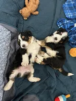 processed/061ab6cb-aa03-439a-8219-c0e4e23e6672/facility/096ad6d6-8744-4212-aa4d-516b82960eab