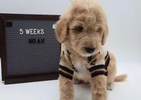 Noah, a male Goldendoodle for sale in Cottonwood, AZ – 5 of 8
