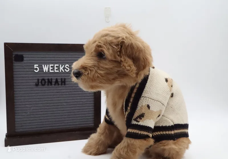 jonah – Goldendoodle puppy for sale in Cottonwood, AZ