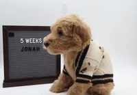 jonah, a male Goldendoodle for sale in Cottonwood, AZ – 1 of 4