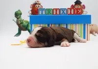Trixie, a female Bernedoodle for sale in Cottonwood, AZ – 2 of 10