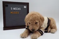 Moses, a male Goldendoodle for sale in Cottonwood, AZ – 9 of 9