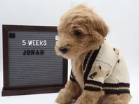 jonah, a male Goldendoodle for sale in Cottonwood, AZ – 4 of 4