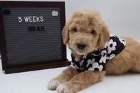 Noah, a male Goldendoodle for sale in Cottonwood, AZ – 2 of 8