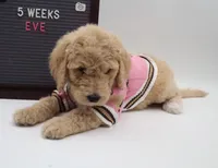 Eve, a female Goldendoodle for sale in Cottonwood, AZ – 5 of 7
