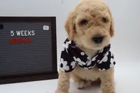 Abram, a male Goldendoodle for sale in Cottonwood, AZ – 7 of 10