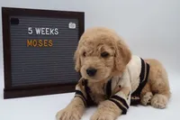 Moses, a male Goldendoodle for sale in Cottonwood, AZ – 2 of 9