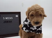 jonah, a male Goldendoodle for sale in Cottonwood, AZ – 3 of 4