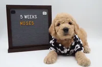 Moses, a male Goldendoodle for sale in Cottonwood, AZ – 7 of 9