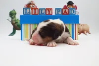 Lilypad, a female Bernedoodle for sale in Cottonwood, AZ – 1 of 8