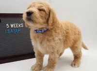 Isaiah, a male Goldendoodle for sale in Cottonwood, AZ – 4 of 9