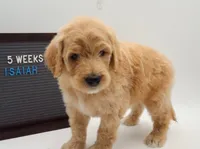 Isaiah, a male Goldendoodle for sale in Cottonwood, AZ – 7 of 9