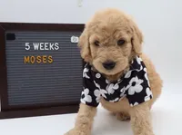 Moses, a male Goldendoodle for sale in Cottonwood, AZ – 4 of 9