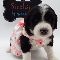Sinclair, a female Bernedoodle for sale in Cottonwood, AZ – Photo 5 of 10