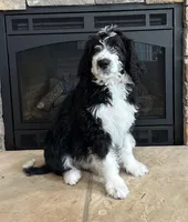 Sinclair, a female Bernedoodle for sale in Cottonwood, AZ – Photo 2 of 10