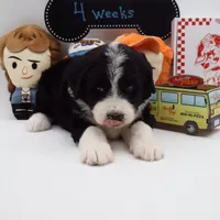 Sinclair, a female Bernedoodle for sale in Cottonwood, AZ – Photo 7 of 10