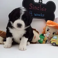 Sinclair, a female Bernedoodle for sale in Cottonwood, AZ – Photo 10 of 10