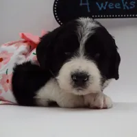 Sinclair, a female Bernedoodle for sale in Cottonwood, AZ – Photo 6 of 10