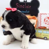 Sinclair, a female Bernedoodle for sale in Cottonwood, AZ – Photo 8 of 10