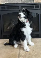 Sinclair, a female Bernedoodle for sale in Cottonwood, AZ – Photo 1 of 10