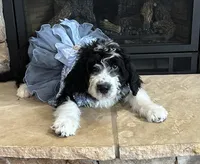 Sinclair, a female Bernedoodle for sale in Cottonwood, AZ – Photo 3 of 10