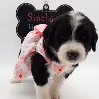 Sinclair, a female Bernedoodle for sale in Cottonwood, AZ – Photo 9 of 10